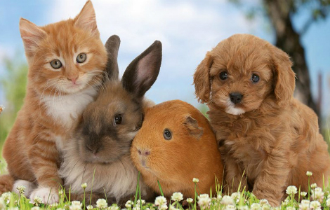 домашние животные гуляют по травке - собака, котик, кролик, хомяк